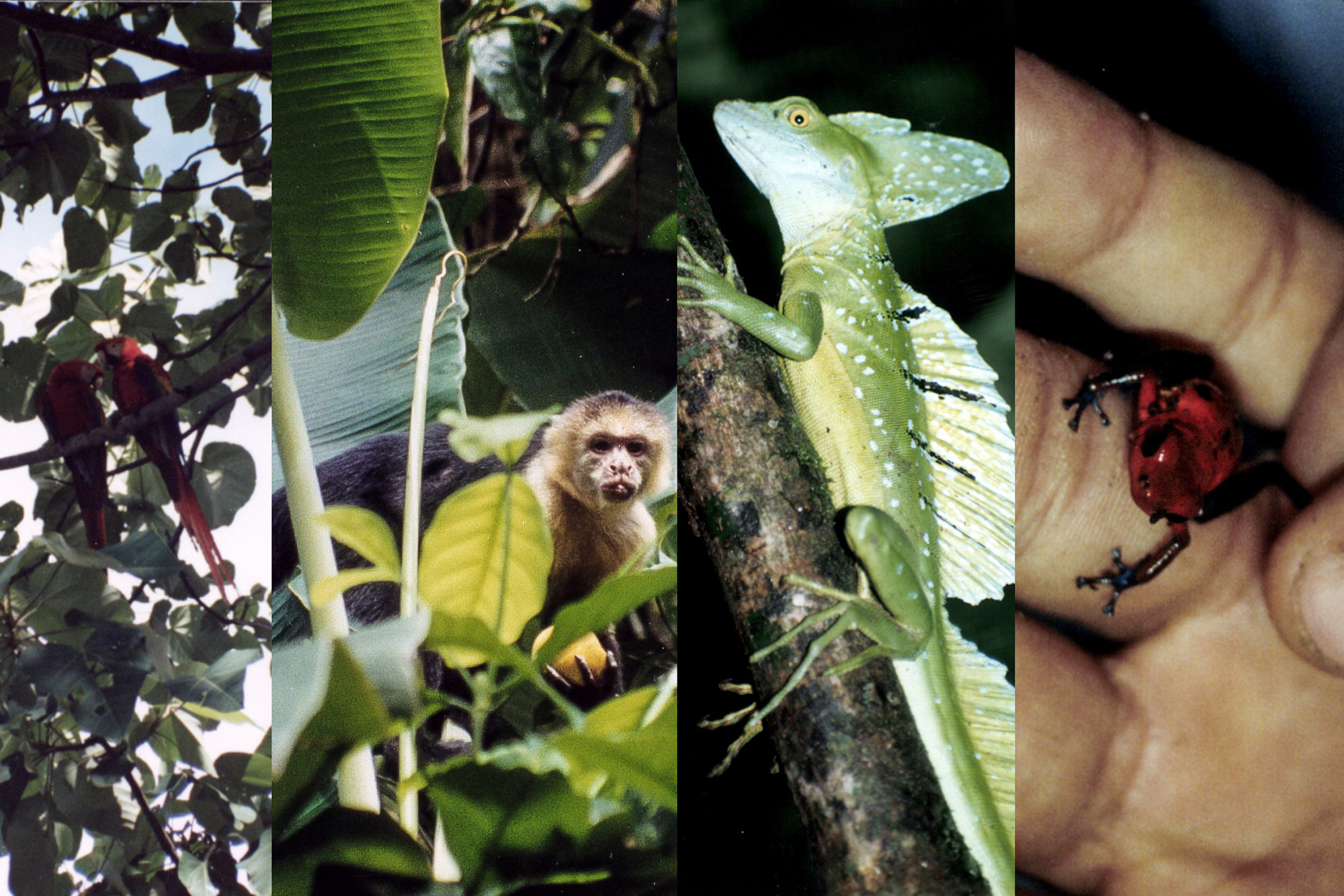 rainforest animals, Costa Rica